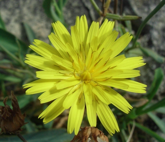 Reichardia picroides / Grattalingua comune - Caccialepre